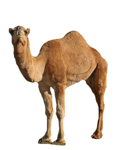 CAMEL RIDE