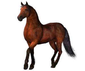 HORSE RIDE
