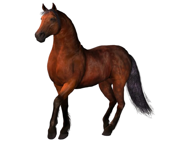 HORSE RIDE
