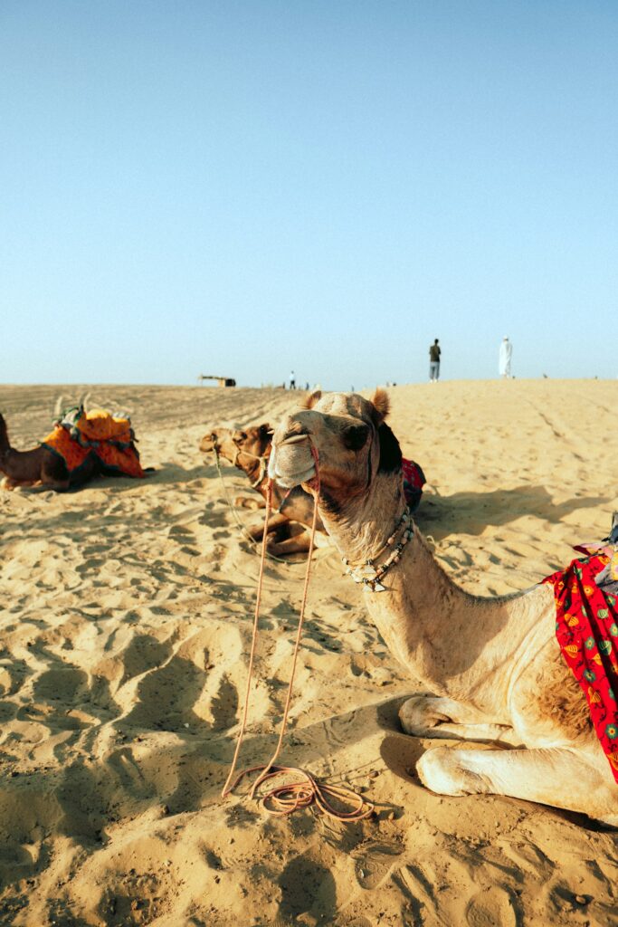Camel Ride